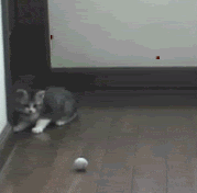 funny cat